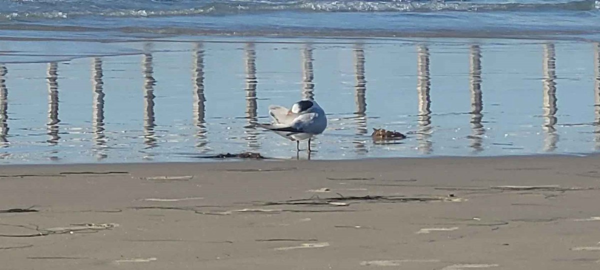 Royal Tern - ML646801572