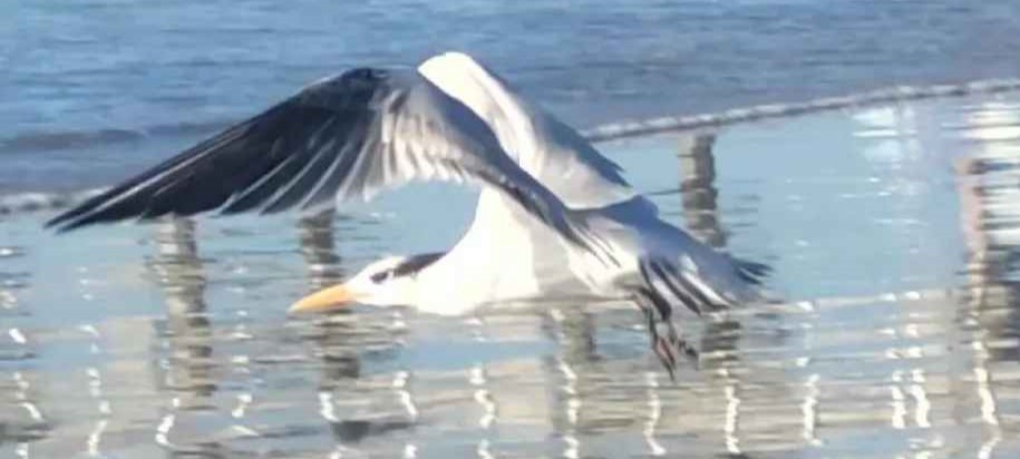 Royal Tern - ML646801573