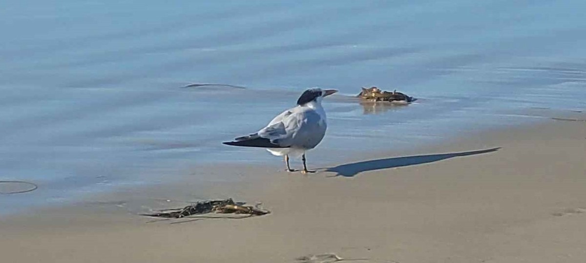 Royal Tern - ML646801574