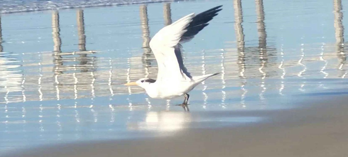 Royal Tern - ML646801575