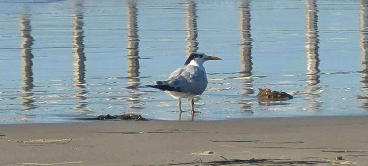 Royal Tern - ML646801577