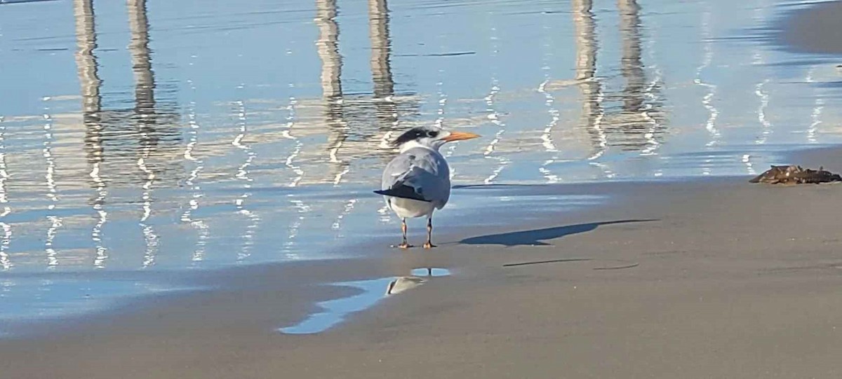 Royal Tern - ML646801578