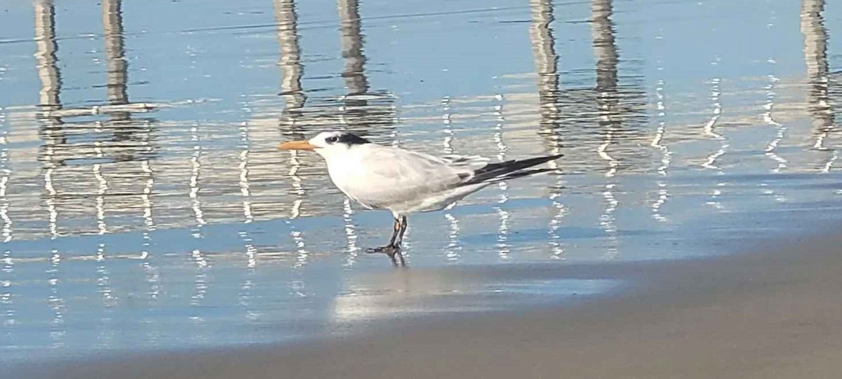 Royal Tern - ML646801579