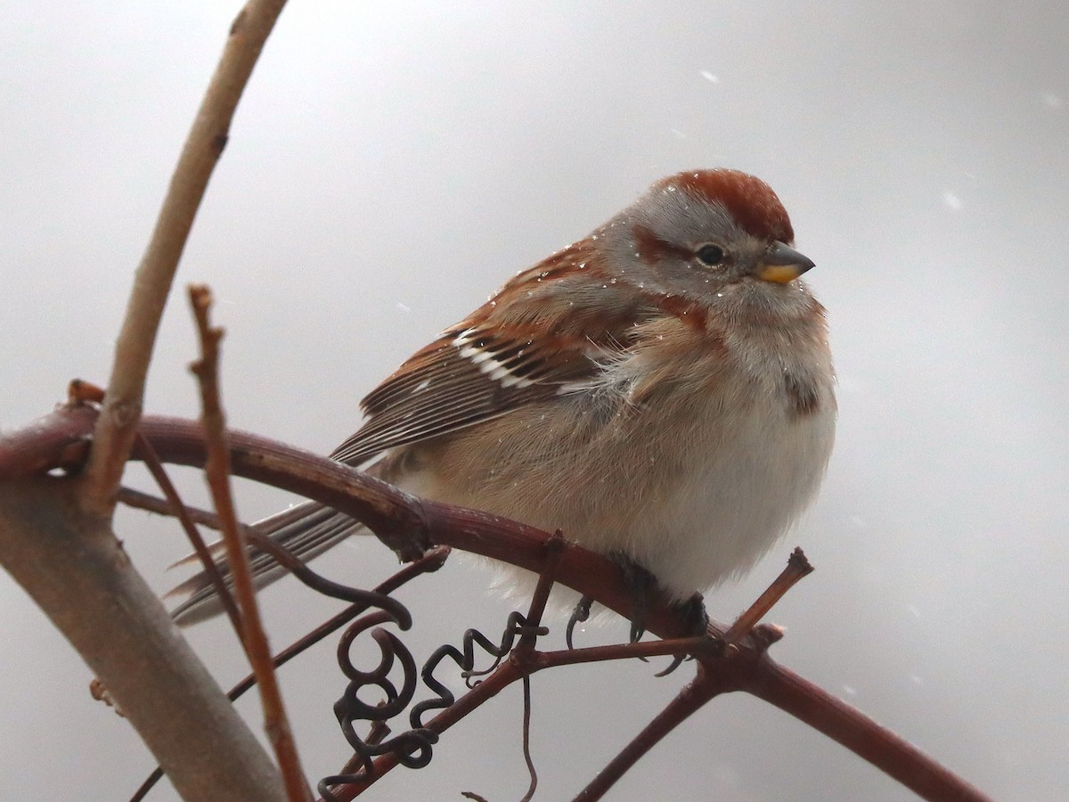 American Tree Sparrow - ML646801580