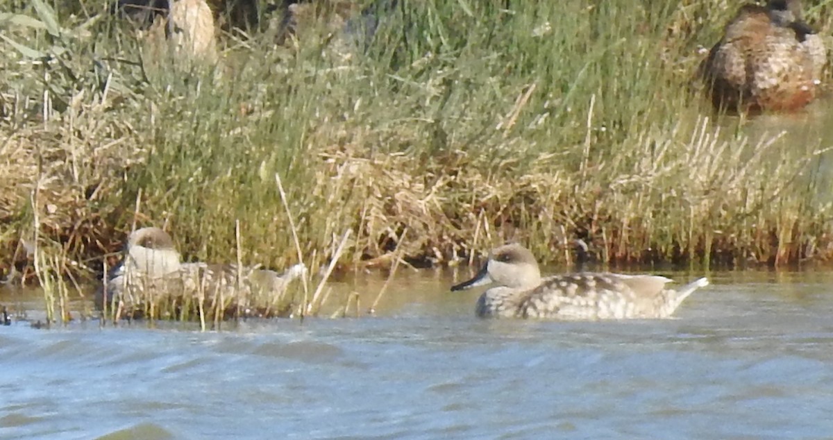 Marbled Duck - ML646801581