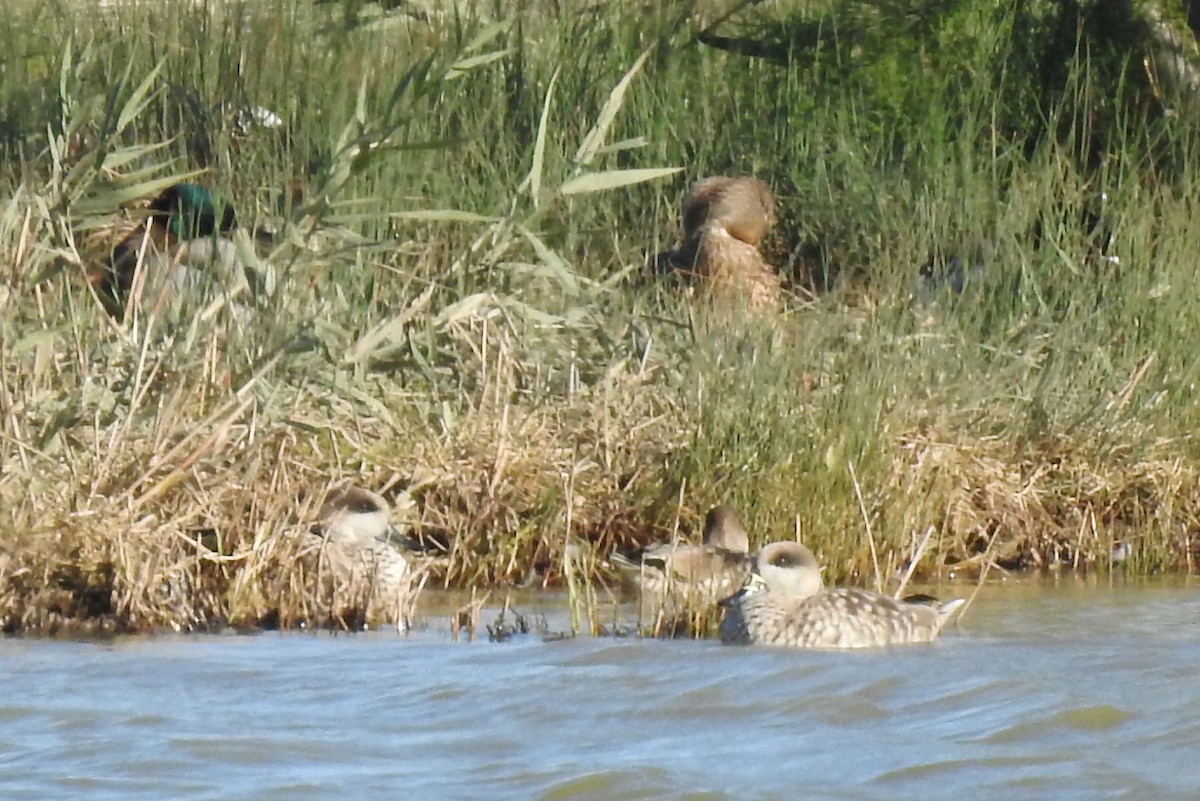 Marbled Duck - ML646801582