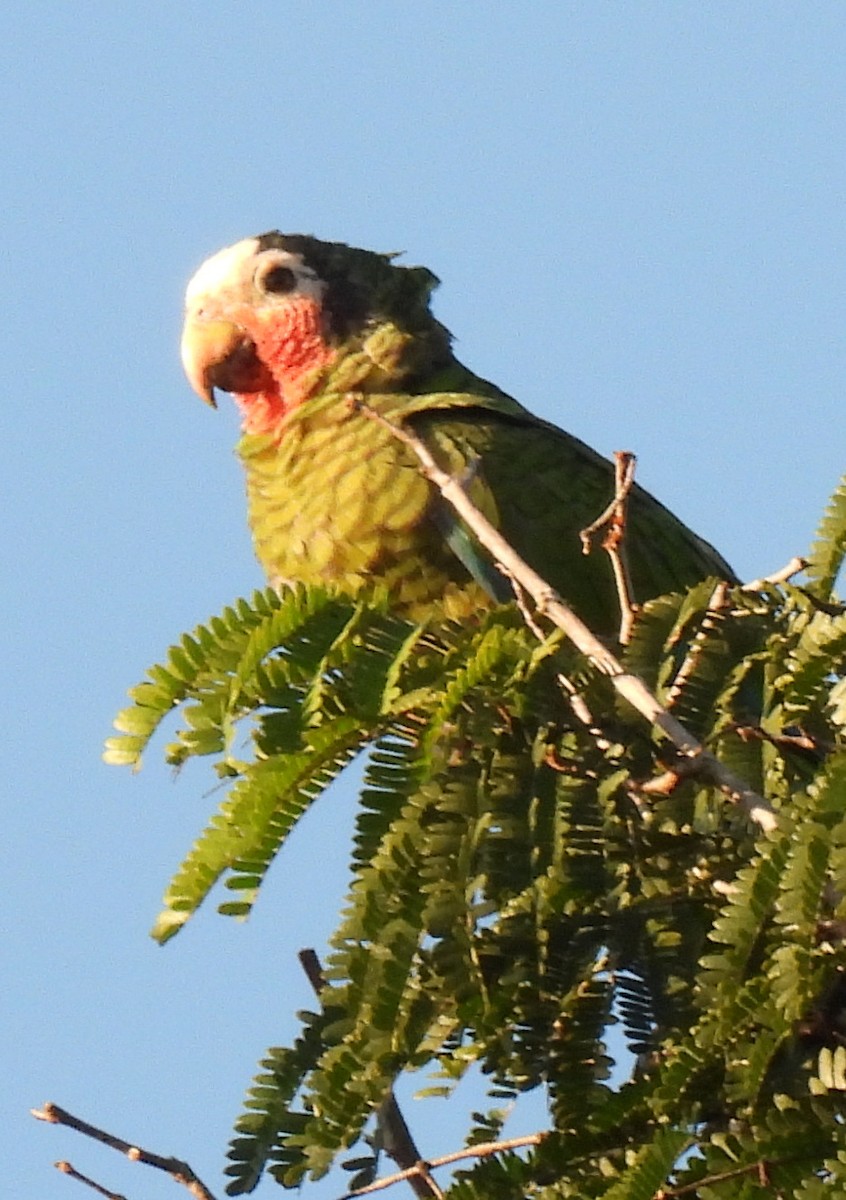 Cuban Amazon - ML646801583
