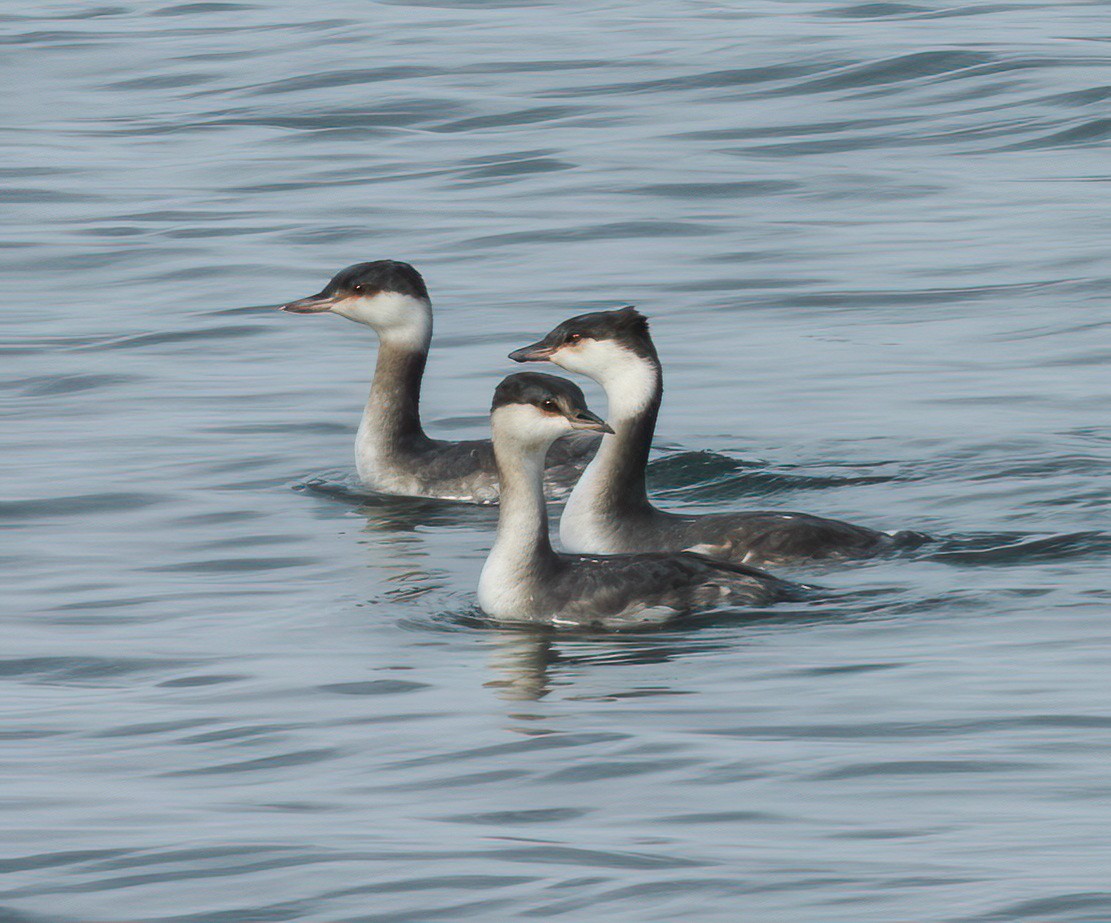 Красношейная поганка - ML646801584