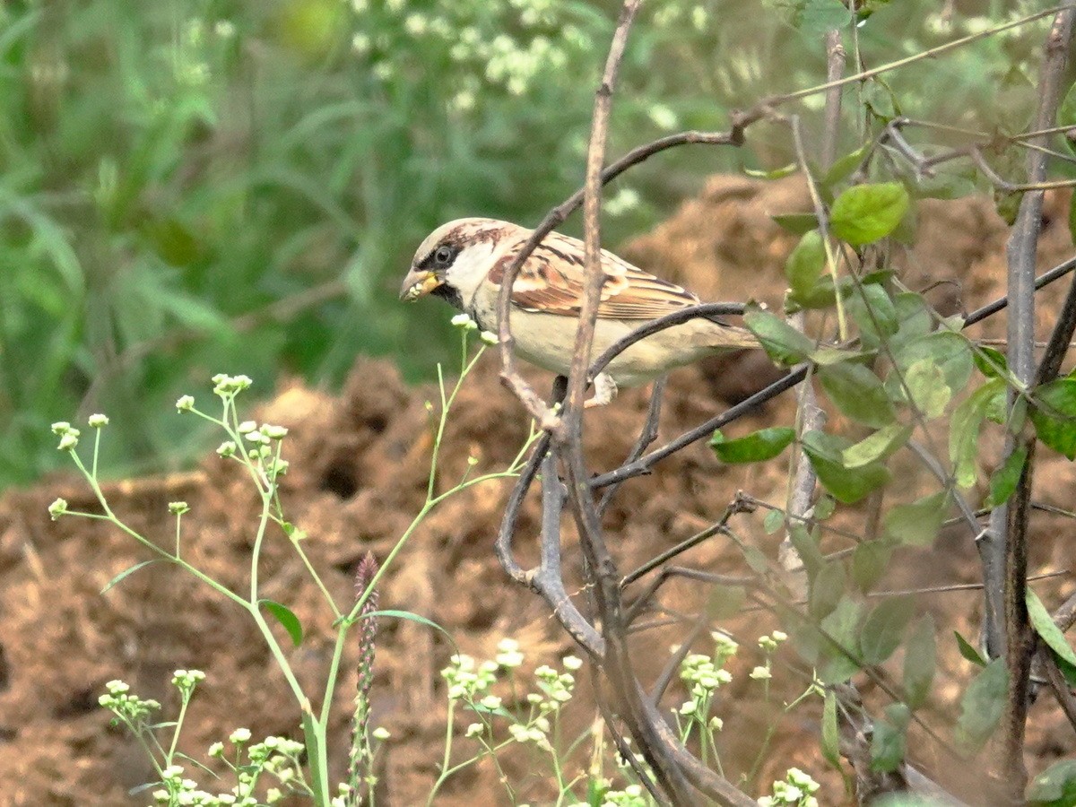 イエスズメ - ML646801585