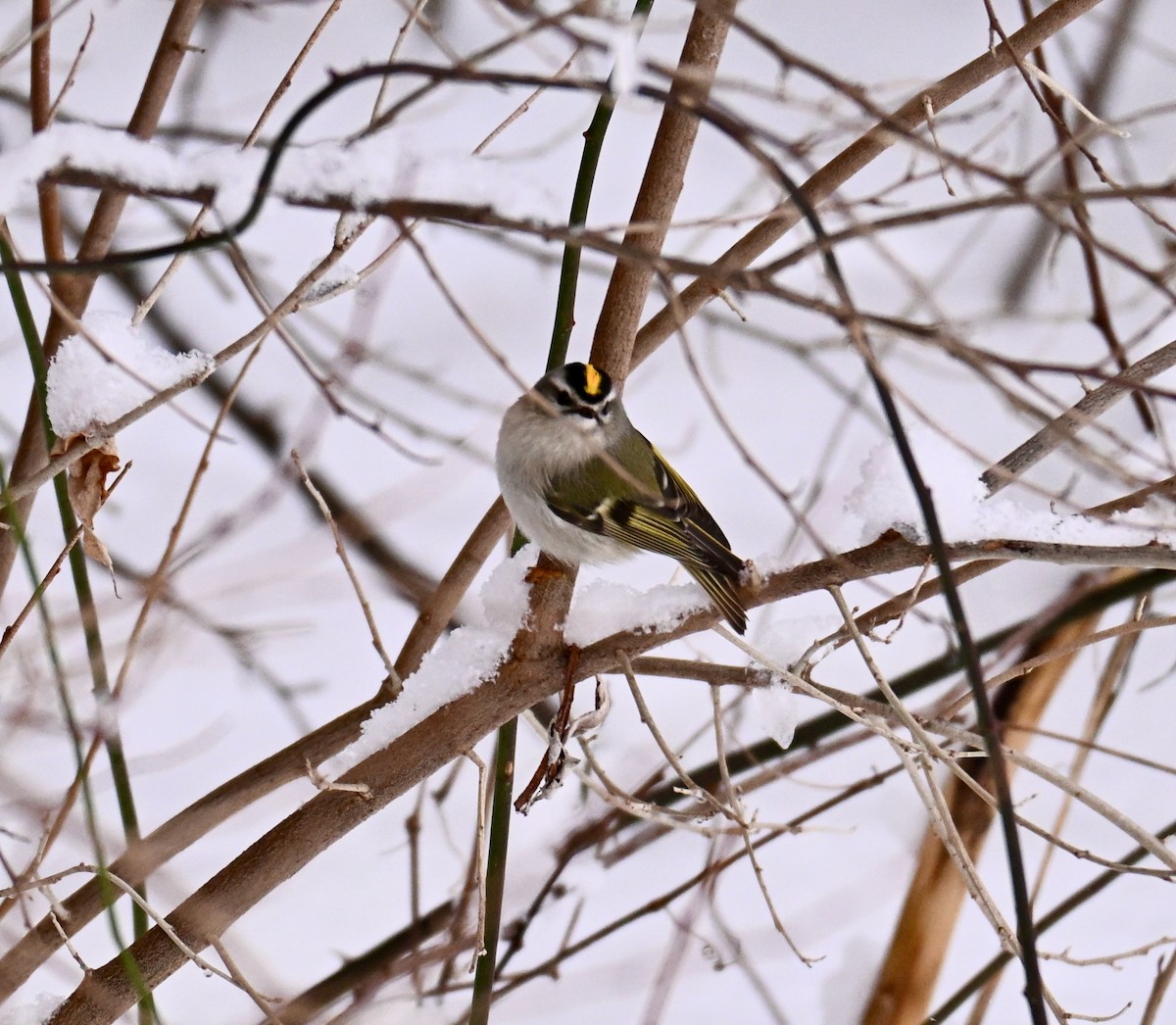 Golden-crowned Kinglet - ML646801587