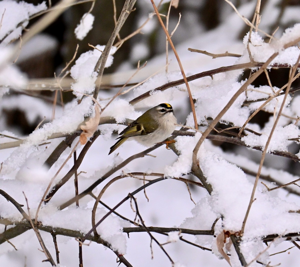 Golden-crowned Kinglet - ML646801588