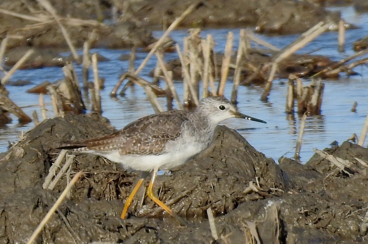 Lesser Yellowlegs - ML646801589