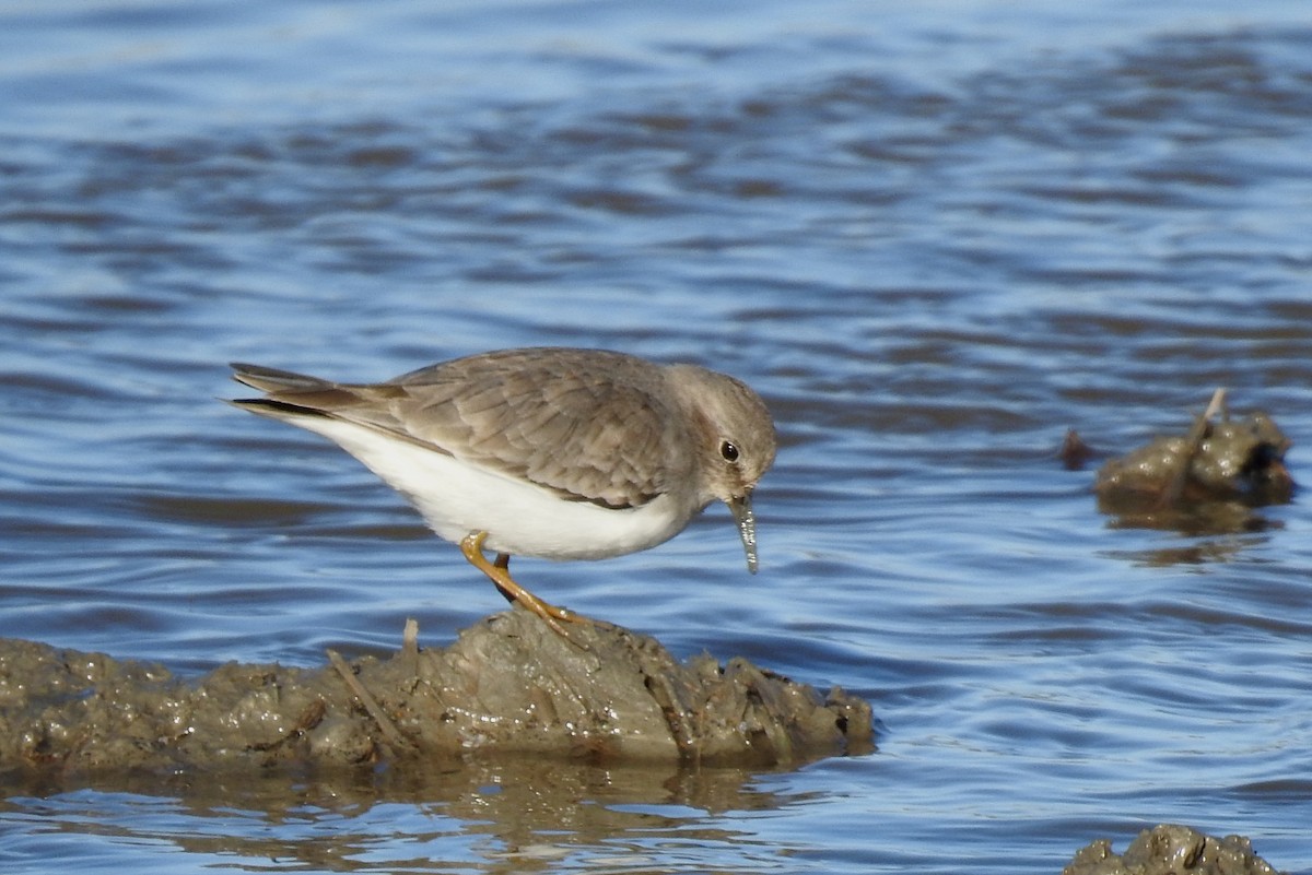 Temminck's Stint - ML646801590