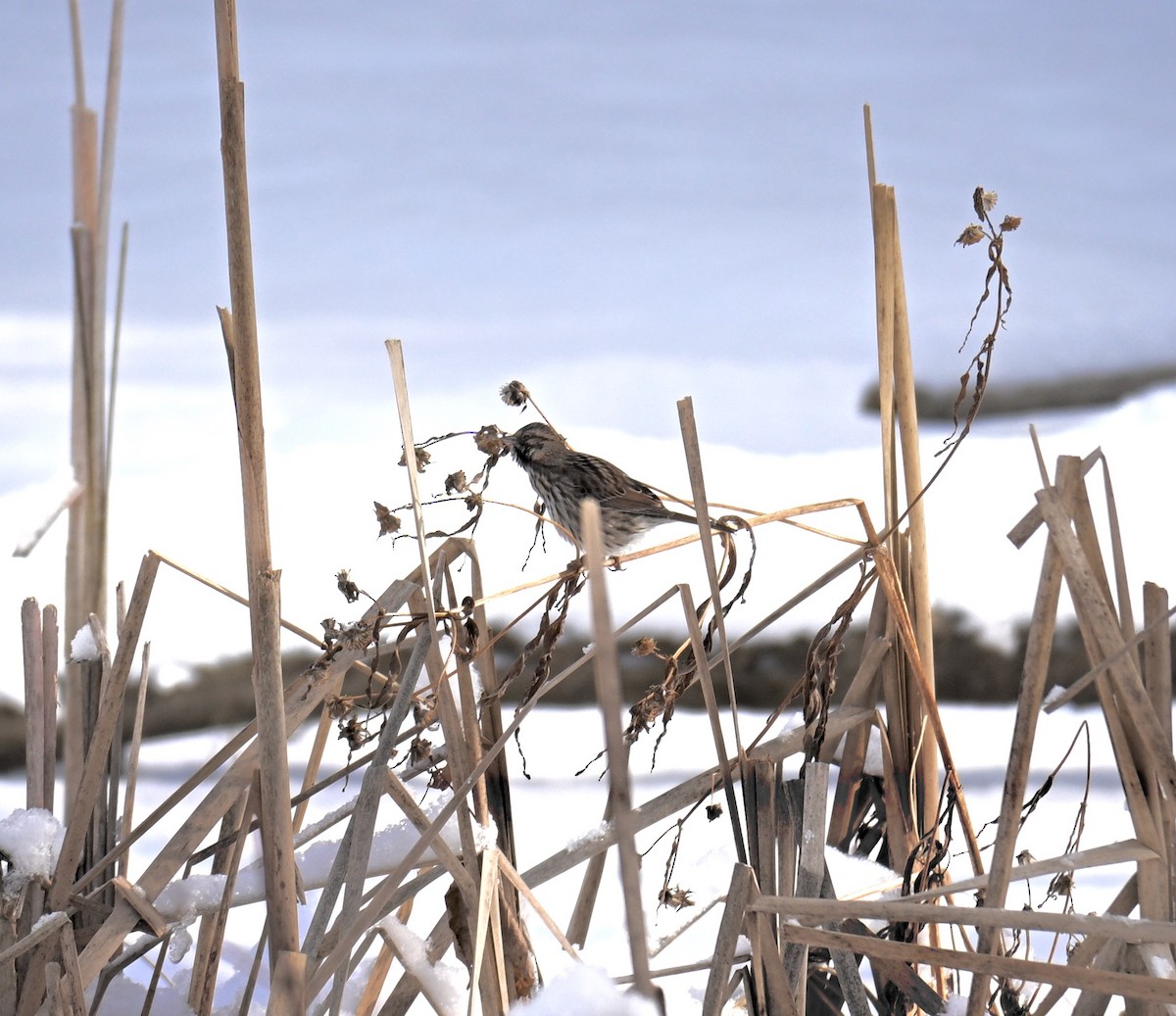 Song Sparrow - ML646801591
