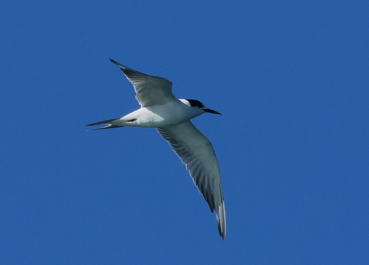 Common Tern - ML646801592