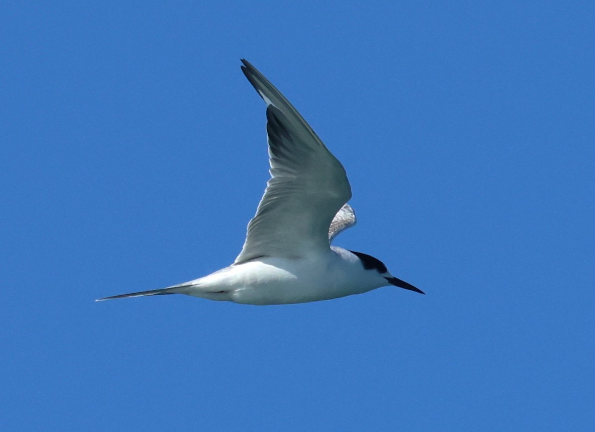 Common Tern - ML646801593