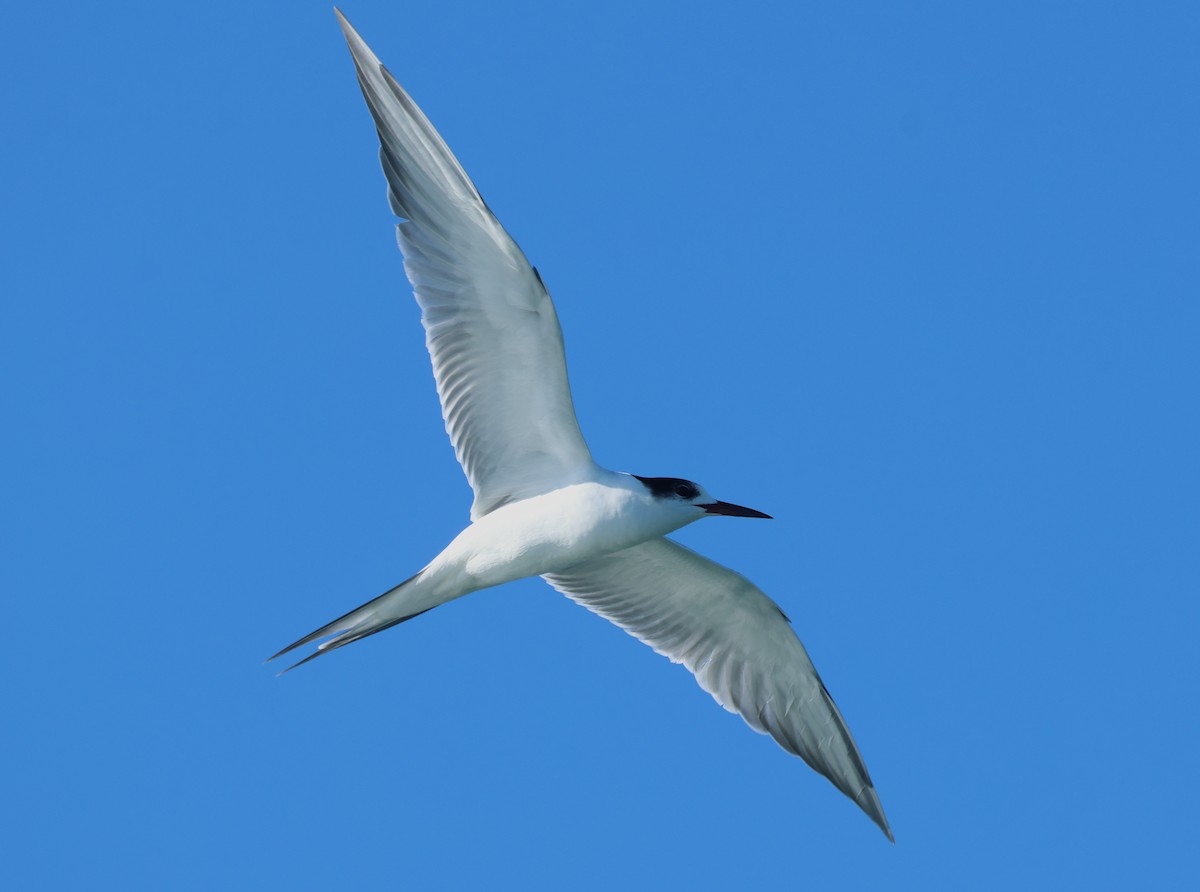Common Tern - ML646801594