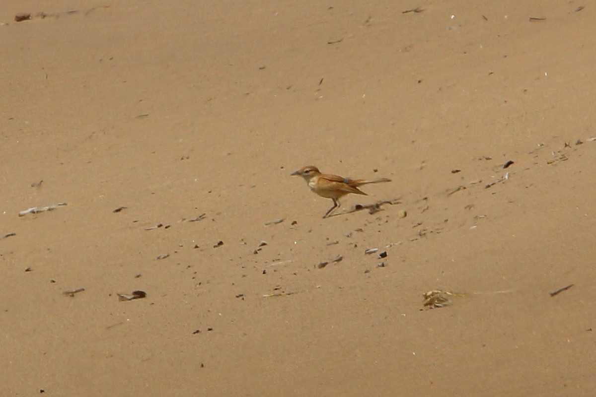 dynelerke - ML646801596