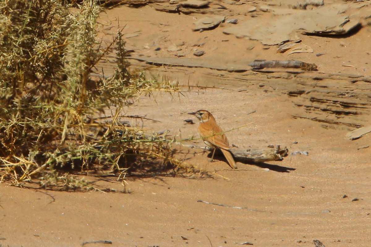 dynelerke - ML646801597