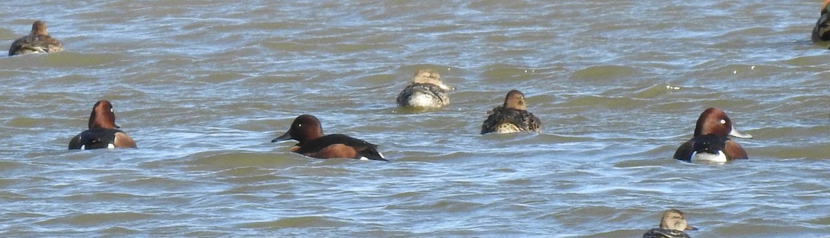Ferruginous Duck - ML646801598