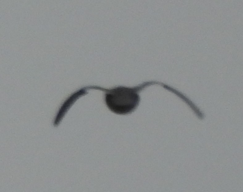 Zerra handia - ML646801599