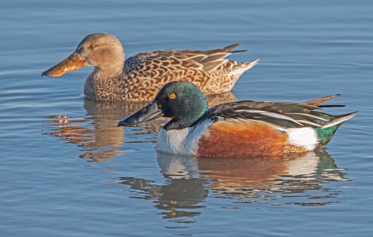 Cuchara Común - ML646801600