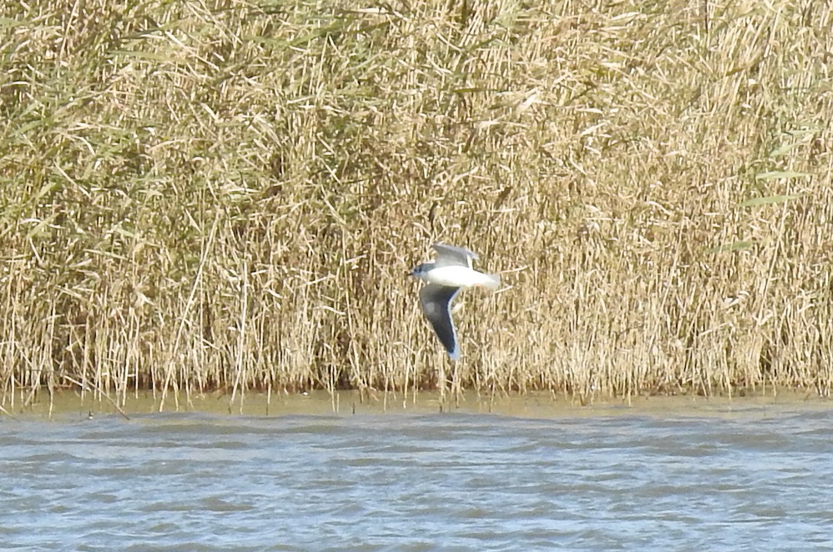 Little Gull - ML646801602