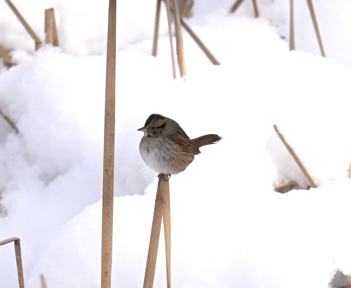 Swamp Sparrow - ML646801603
