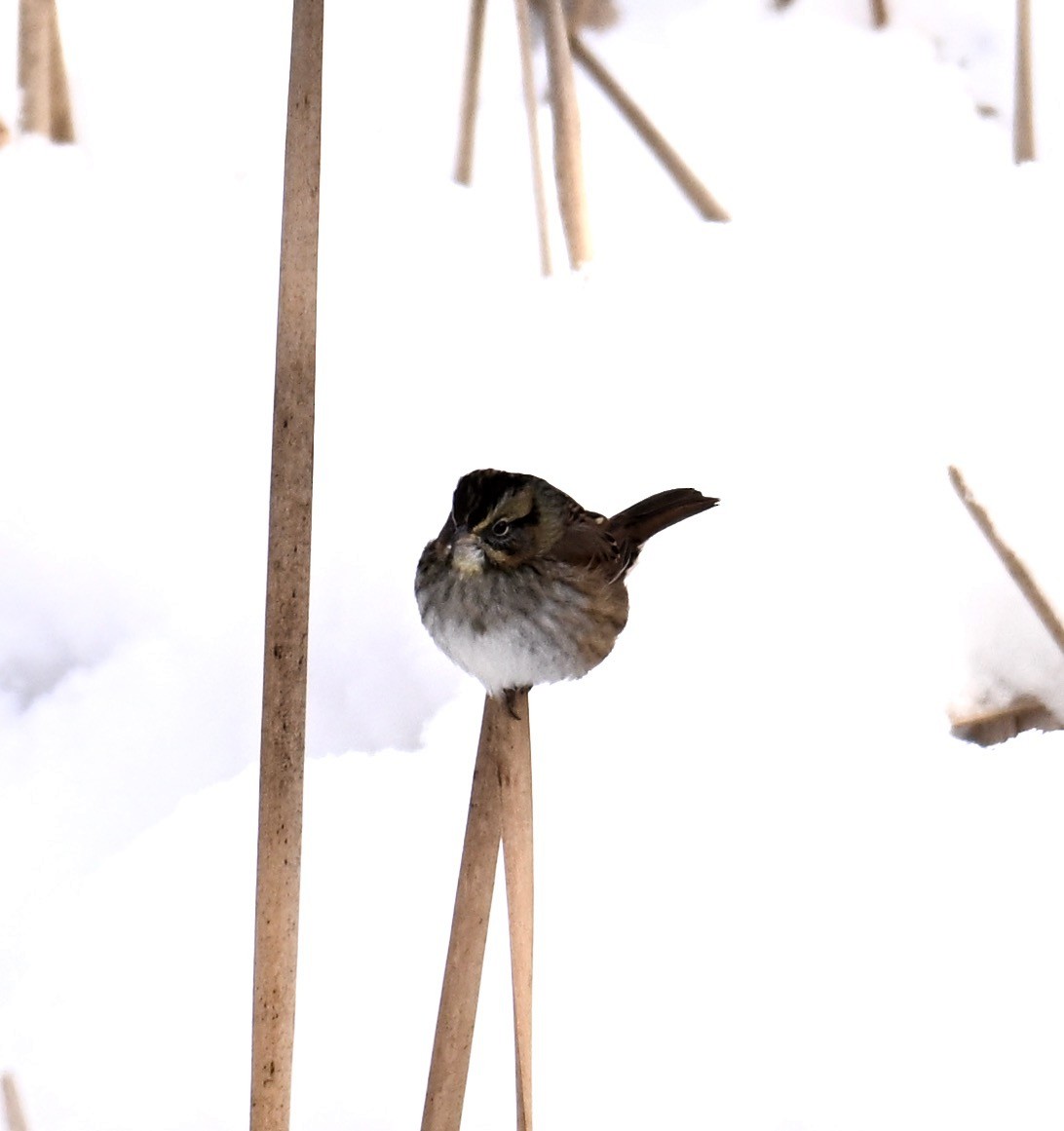 Swamp Sparrow - ML646801604