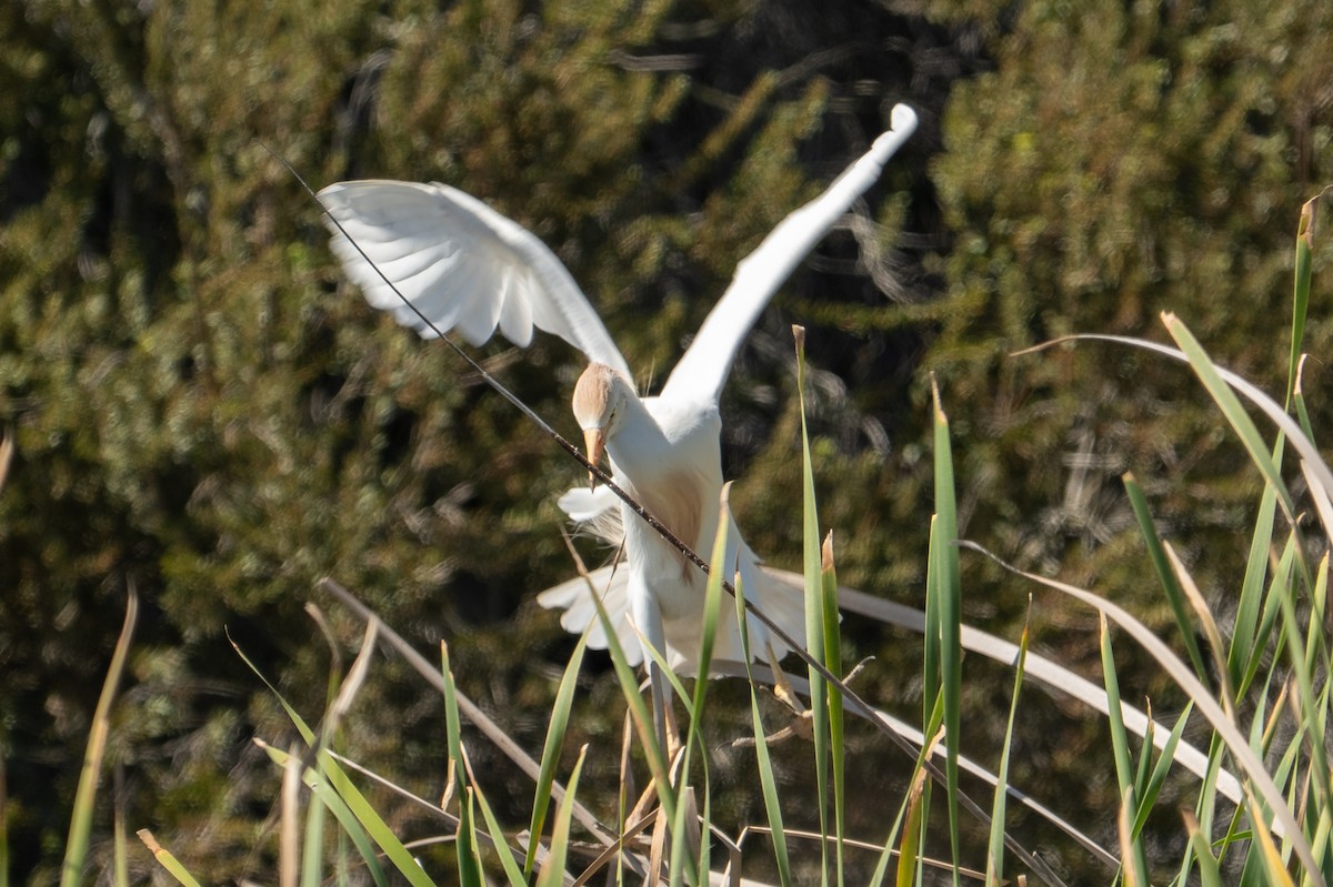 Western Cattle-Egret - ML646801605