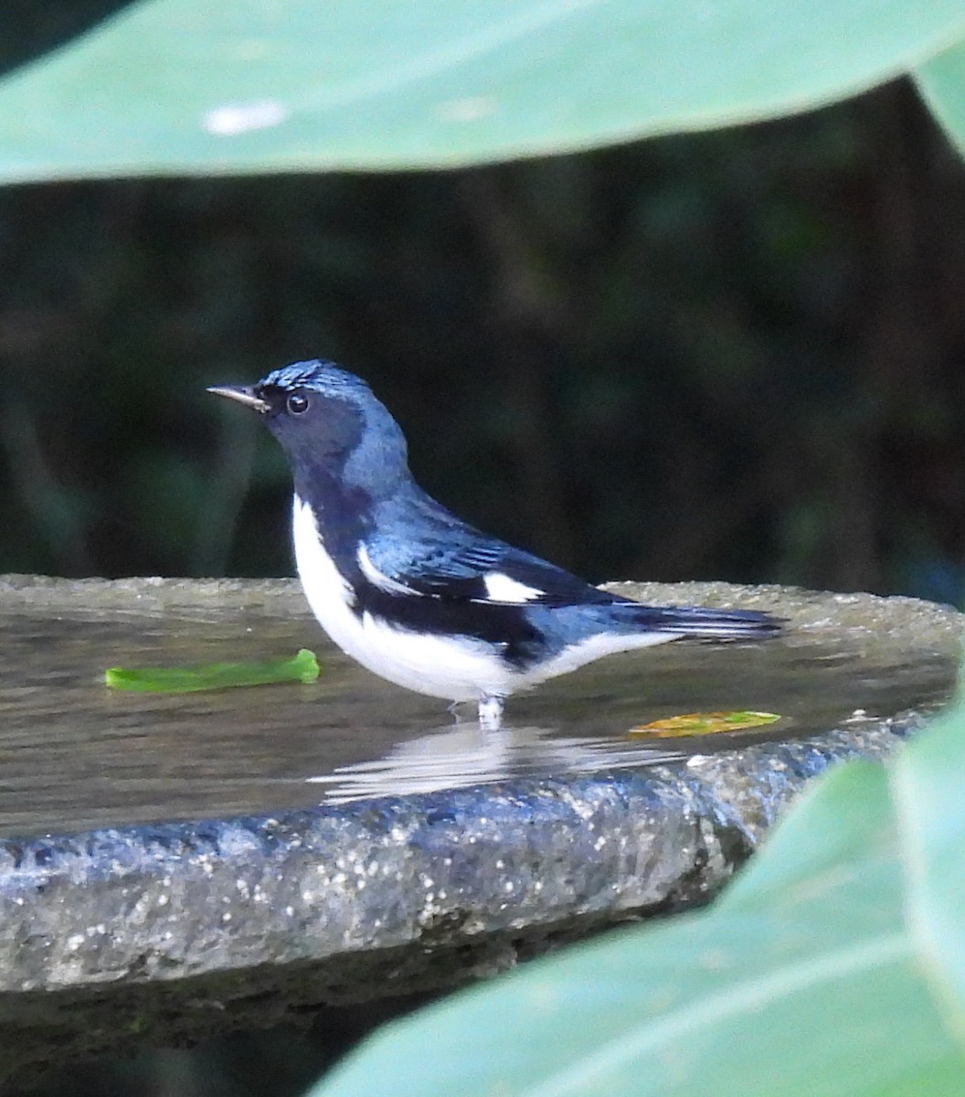 Black-throated Blue Warbler - ML646801606