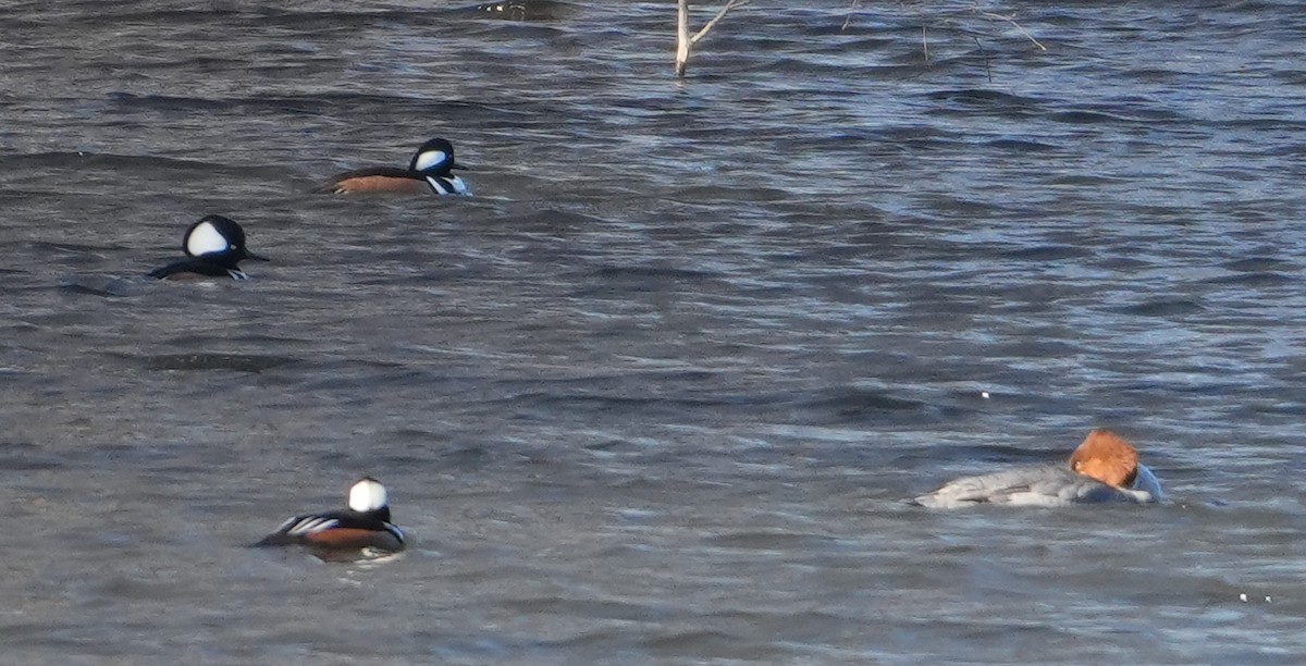 Hooded Merganser - ML646801608
