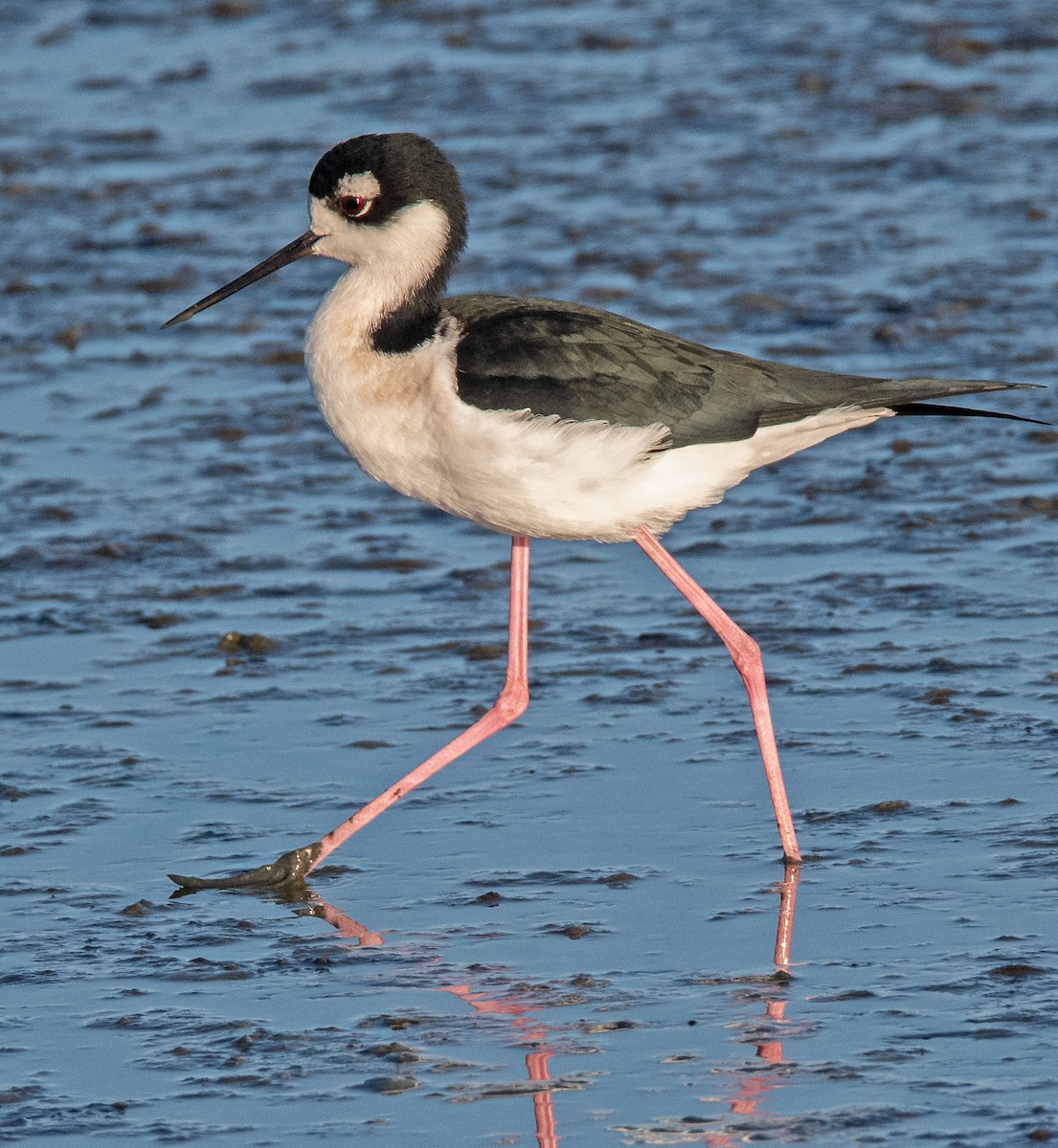 Cigüeñuela Cuellinegra - ML646801609