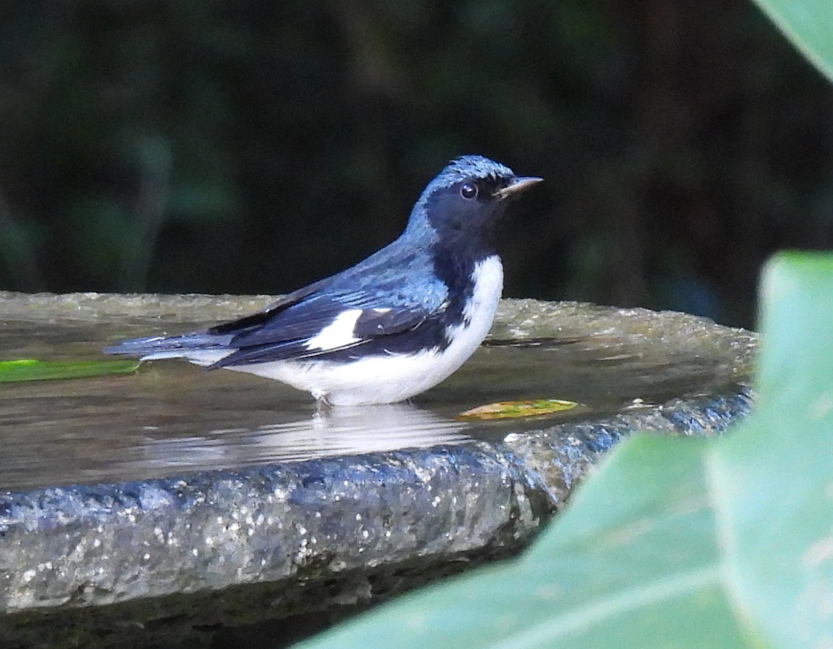 Black-throated Blue Warbler - ML646801610