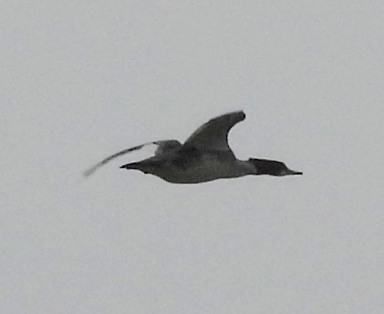 Zerra handia - ML646801611