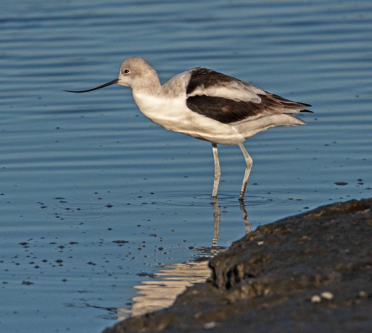 Avoceta Americana - ML646801614