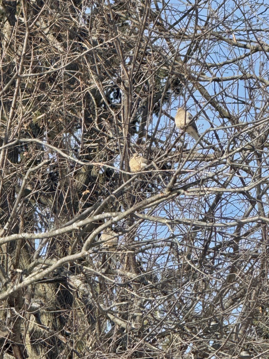 Mourning Dove - ML646801615