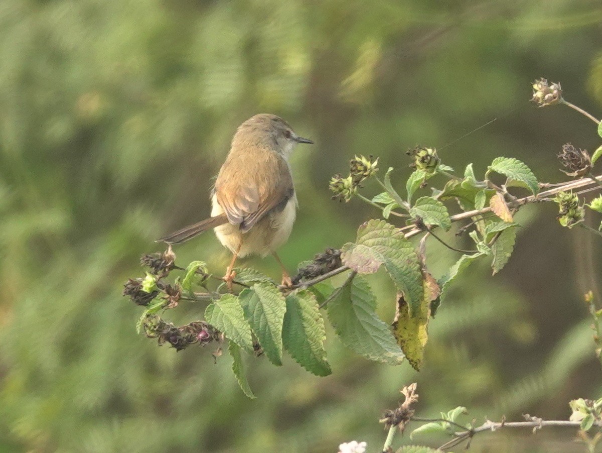 ハイムネハウチワドリ - ML646801616