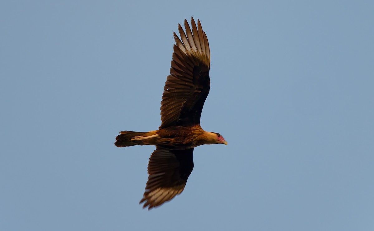 Crested Caracara - ML646801618