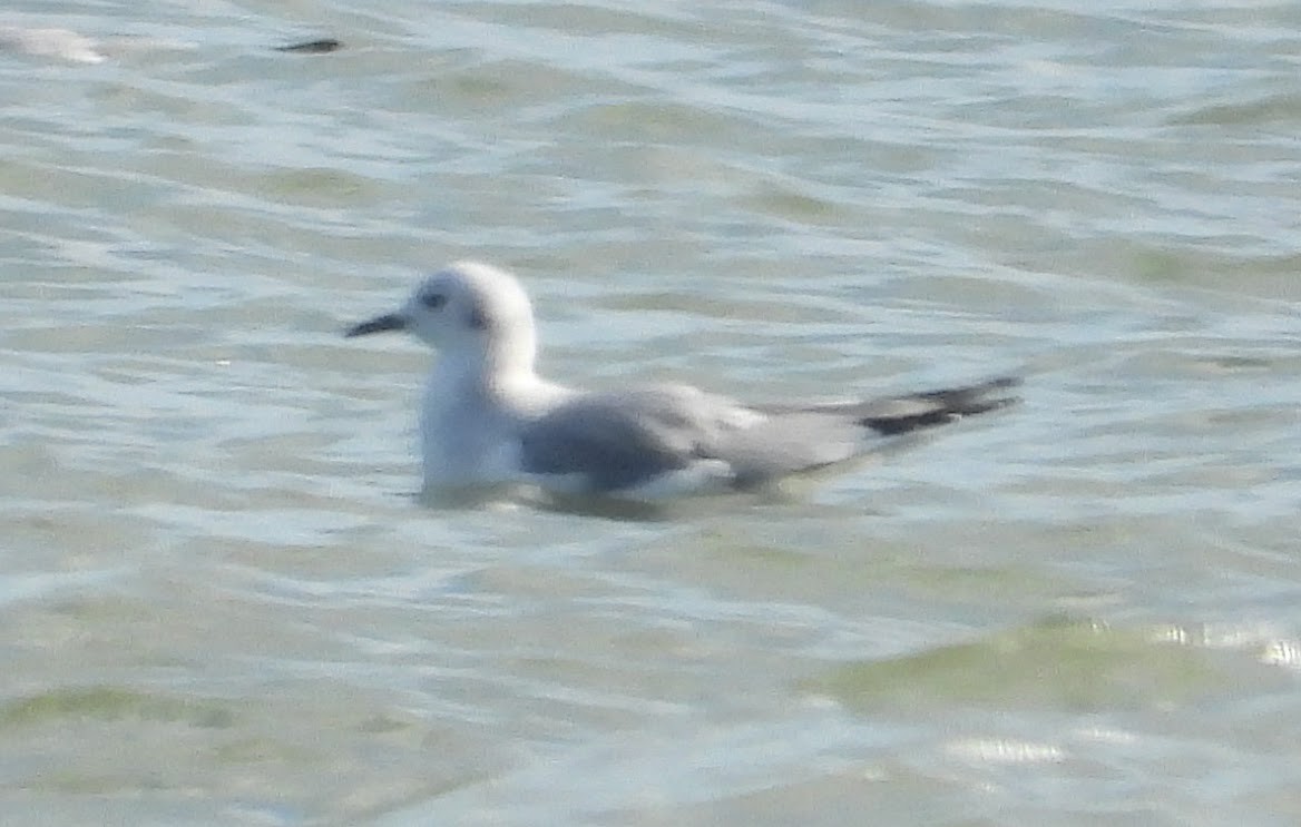 Bonaparte's Gull - ML646801619