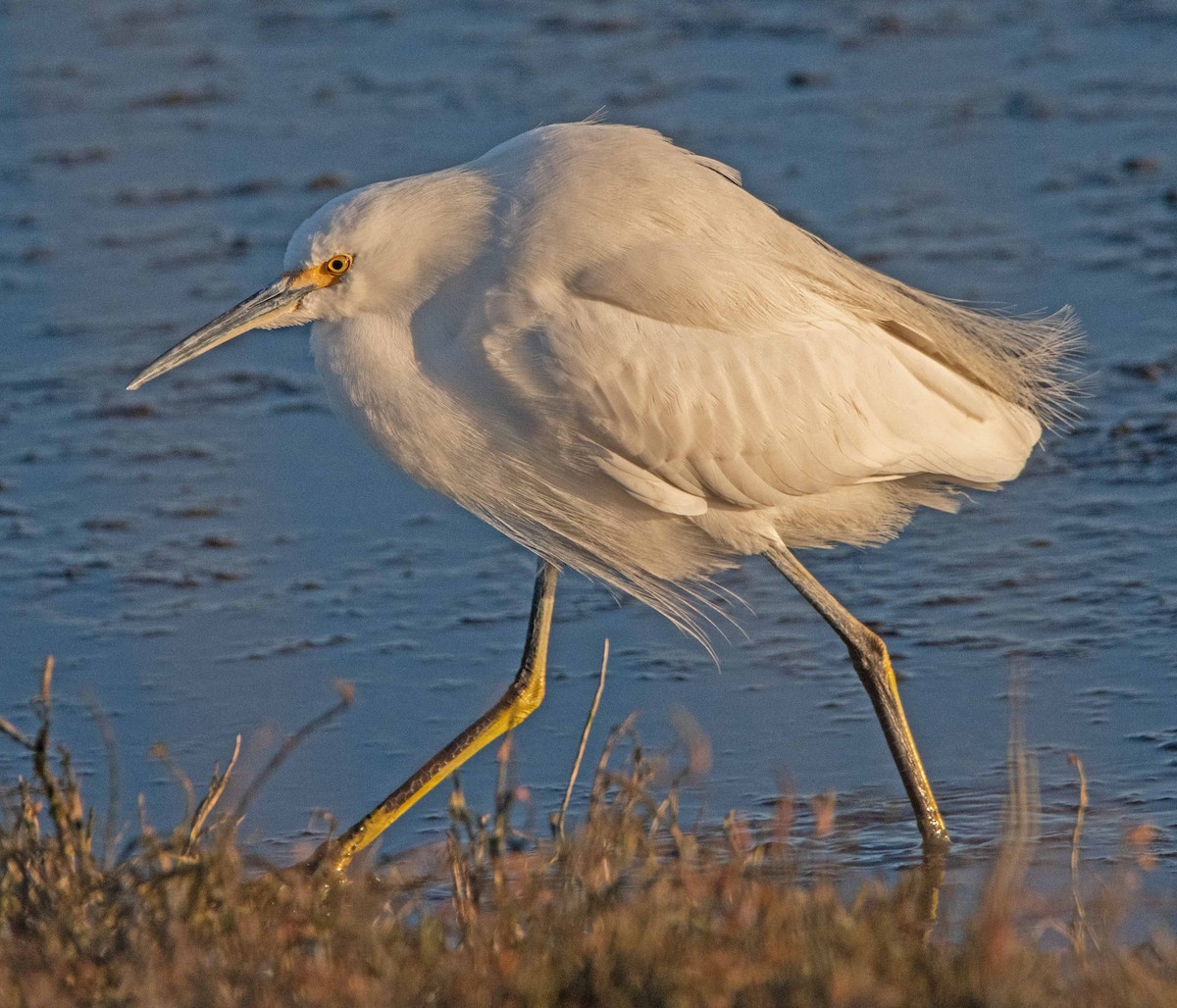 Garceta Nívea - ML646801621