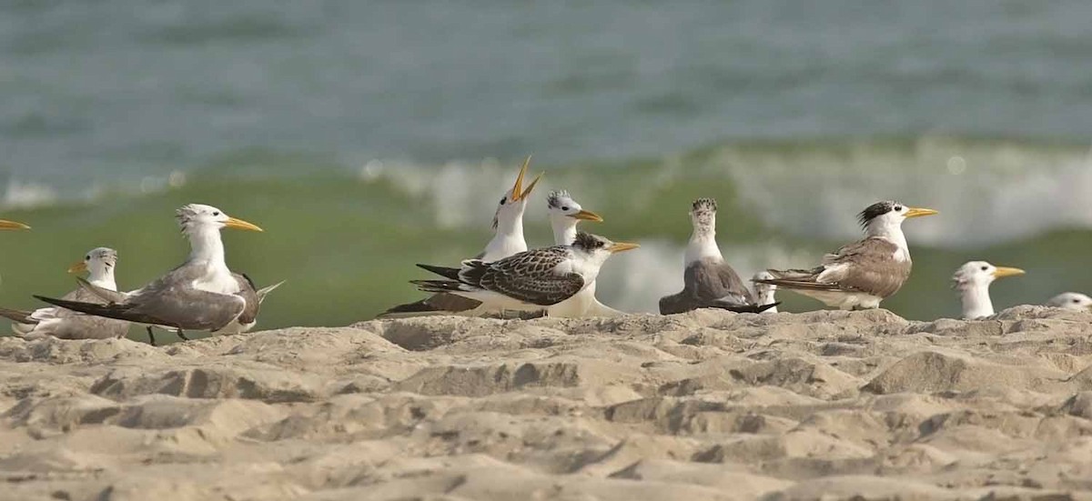 Great Crested Tern - ML646801622