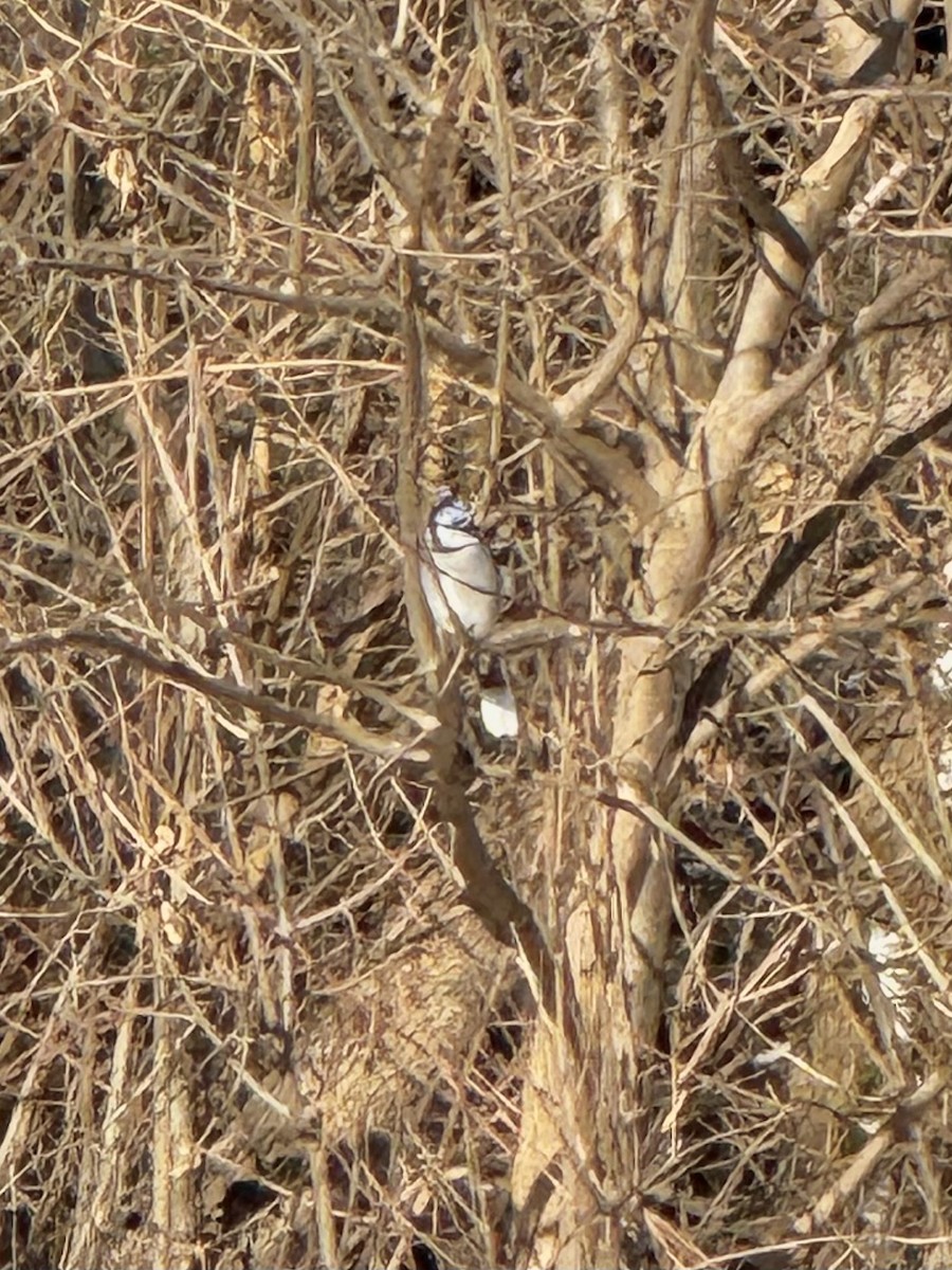 Blue Jay - ML646801623