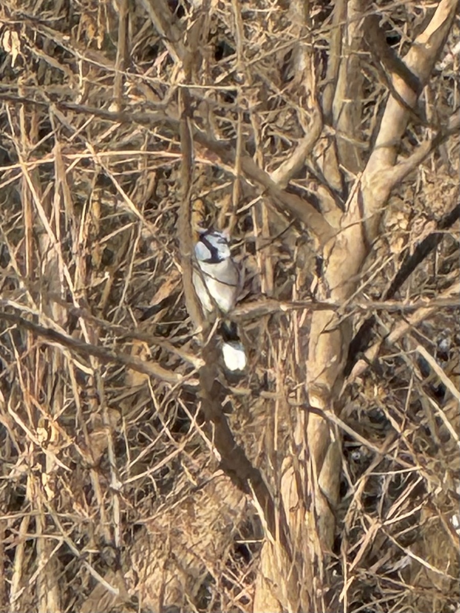 Blue Jay - ML646801624