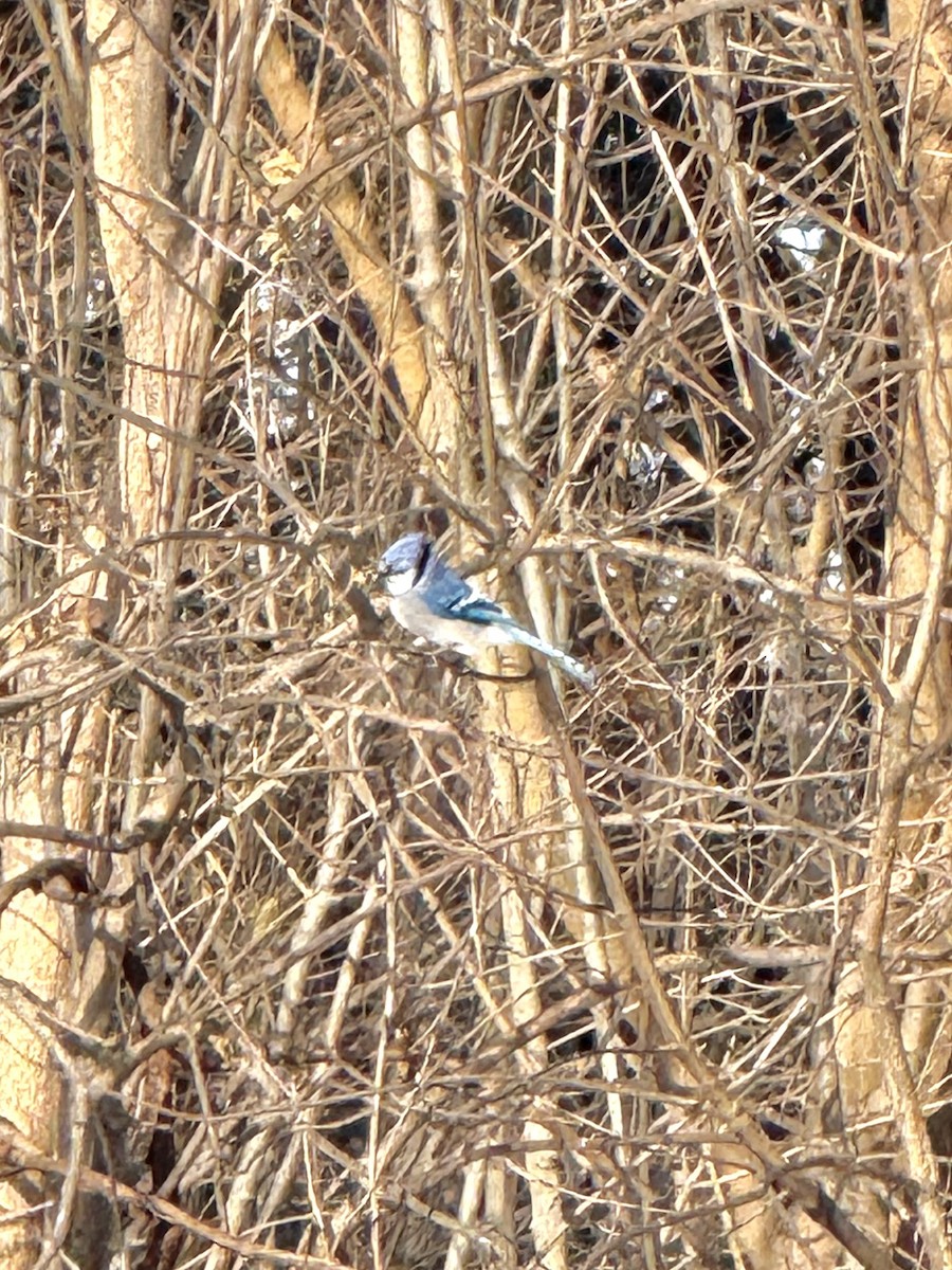 Blue Jay - ML646801625
