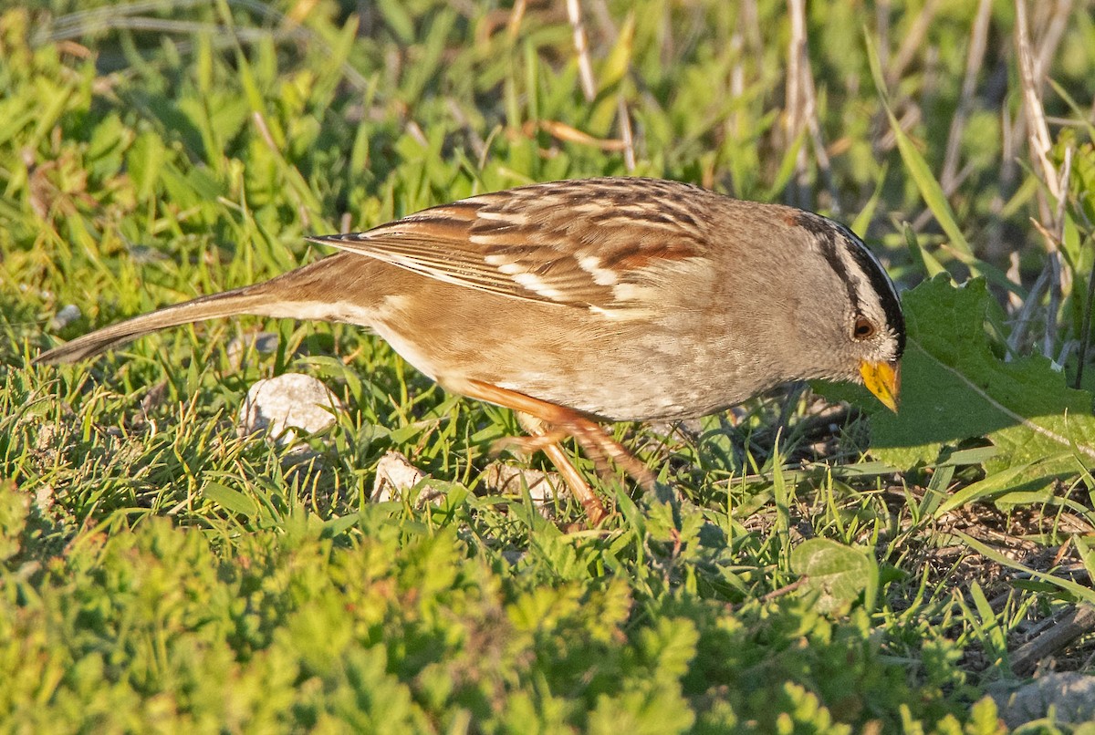 Chingolo Coroniblanco - ML646801627