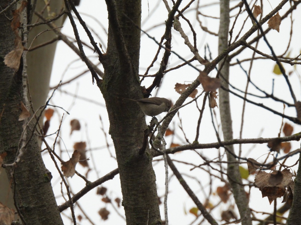 Oak Titmouse - ML646801628