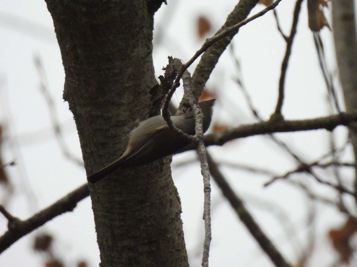 Oak Titmouse - ML646801629