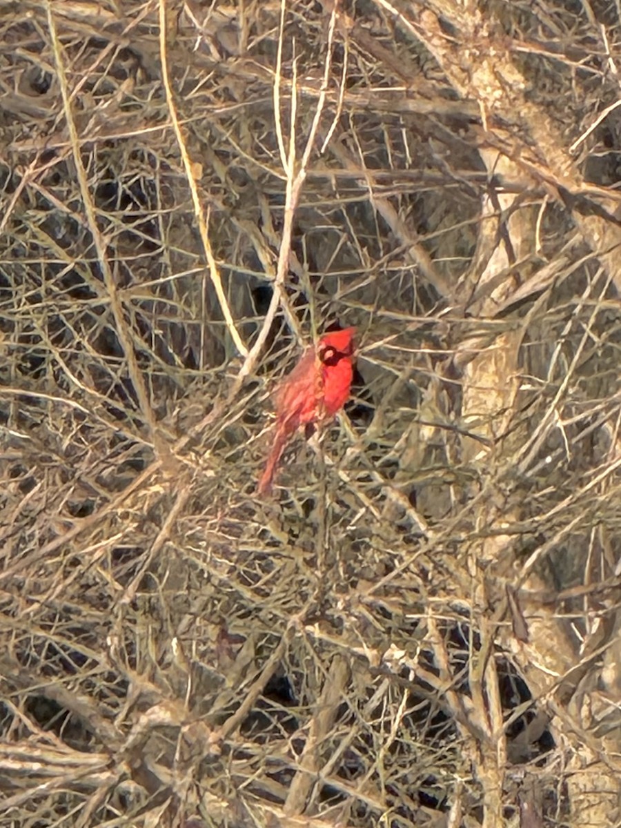 Northern Cardinal - ML646801630