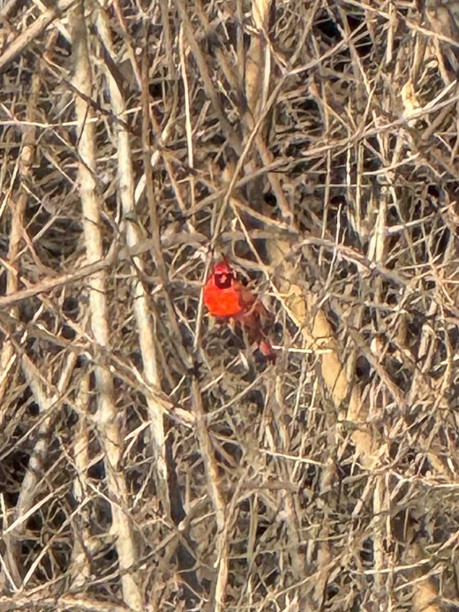 Northern Cardinal - ML646801631